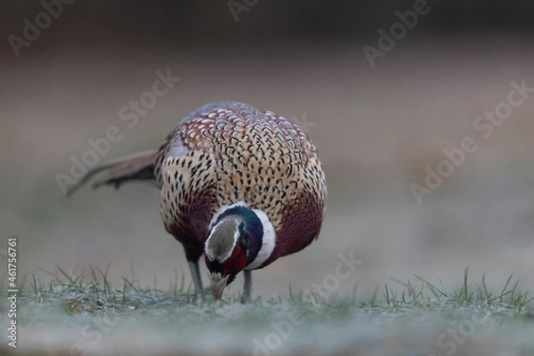 Fototapeta Common pheasant Phasianus colchicus in close view