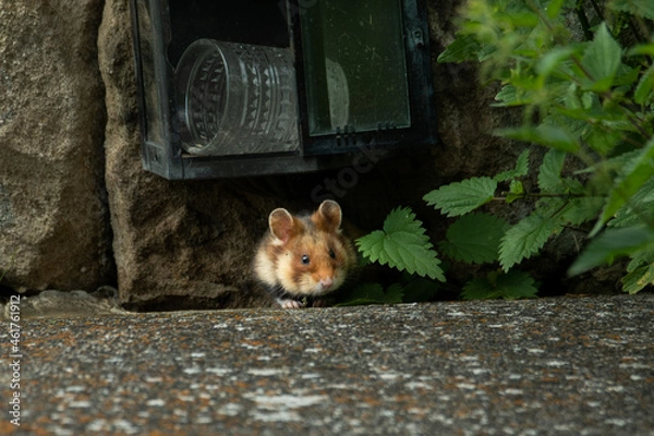 Fototapeta European hamster (Cricetus cricetus) an adorable furry mammal living in the fields. Detailed portrait of a wild cute animal sitting in the grass with soft green background. Austria