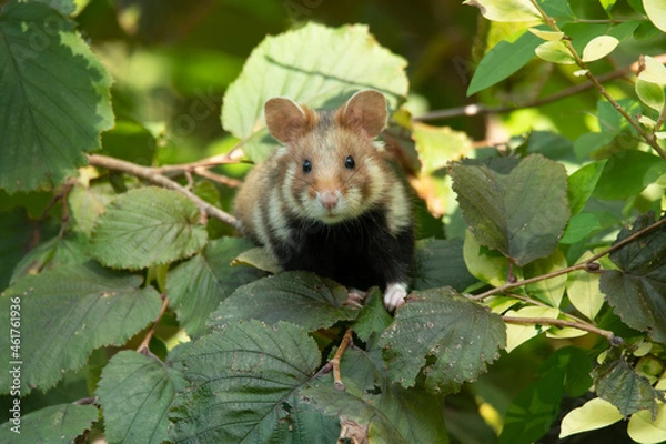 Fototapeta European hamster (Cricetus cricetus) an adorable furry mammal living in the fields. Detailed portrait of a wild cute animal sitting in the grass with soft green background. Austria