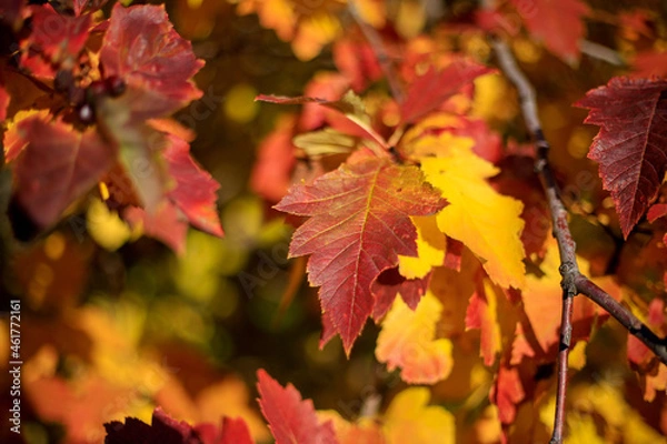 Obraz Yellow, orange autumn leaves. beautiful background. In the sunlight. Golden Autumn