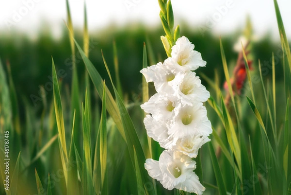 Obraz White colored flowers on abstract blurred background