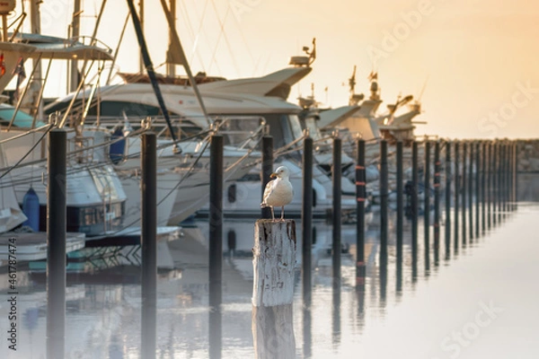 Obraz Boat jetty with yachts on a pier in the morning