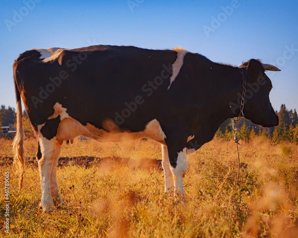 Obraz cows in the field