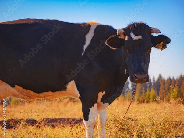 Obraz cow on the farm