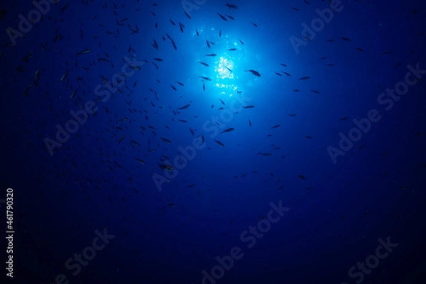 Fototapeta diving under the moonlight