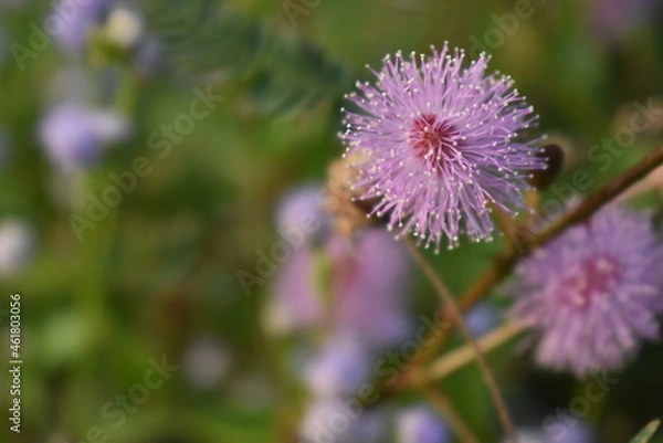 Obraz Mimosa Pudica