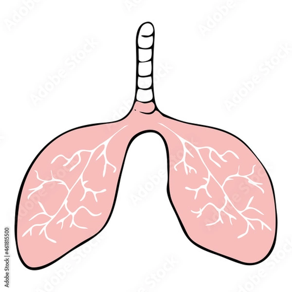 Obraz Human lungs. Doodle icon. Drawing by hand. Vector illustration.
