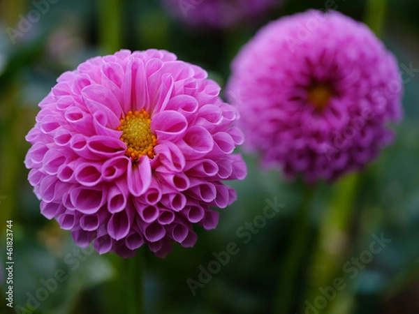 Fototapeta ダリア