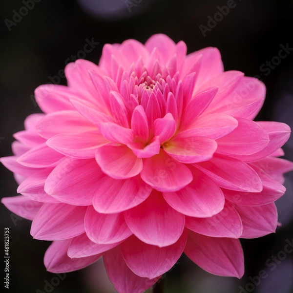 Fototapeta ダリア