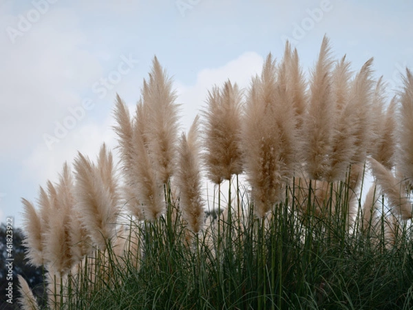 Fototapeta パンパスグラス