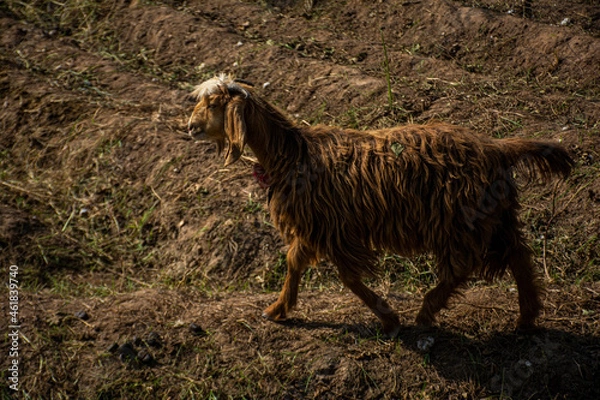 Obraz A Goat in the Fields