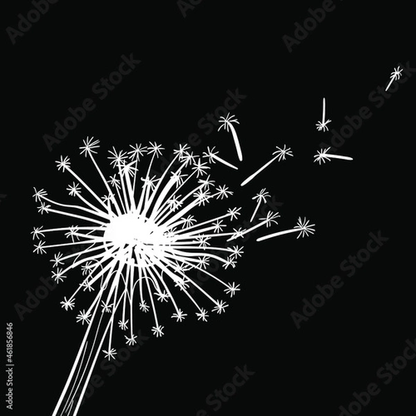 Fototapeta White dandelion on a black background. Vector illustration
