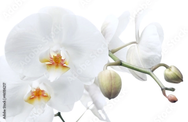 Obraz orchid  on a white background