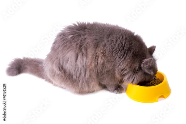 Obraz Eating grey cat