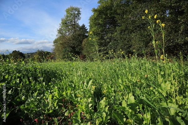 Obraz Feld mit Blumen
