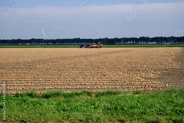 Fototapeta Rows of harvested onions, drying in a agricultural field waiting to be picked up. Tractor and onion loader in background. Flevoland province, the Netherland