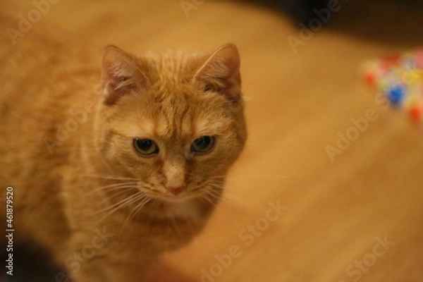 Fototapeta getiegerte Katze in Wohnung