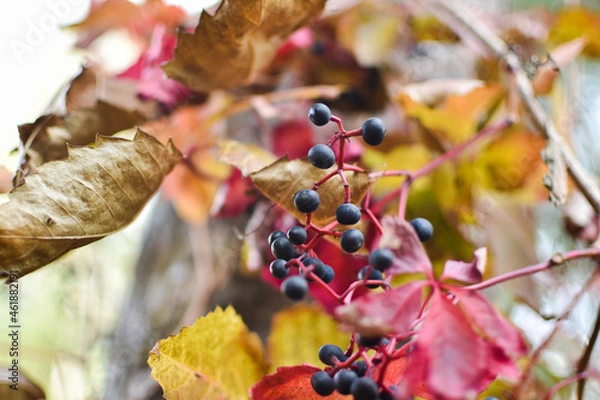 Obraz autumn leaves on the tree