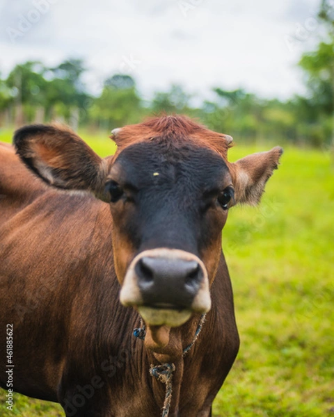 Obraz Animales de granja