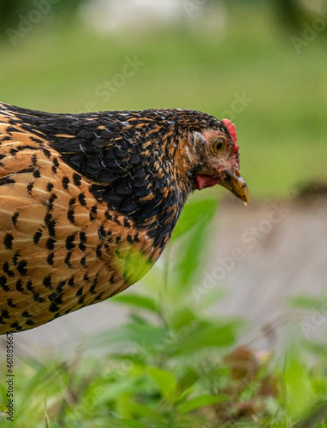 Fototapeta Animales de granja