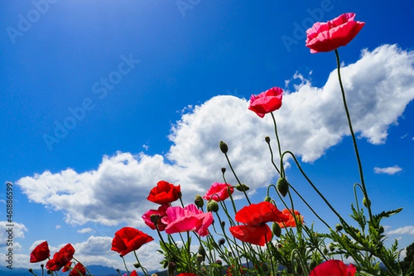 Obraz ポピーと空