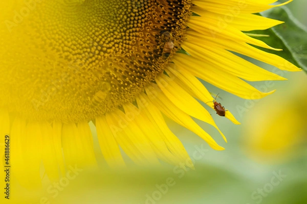 Obraz ひまわりと虫