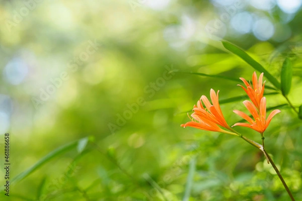 Obraz 狐のかみそり