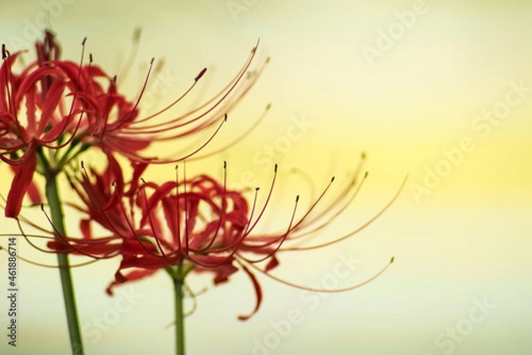 Obraz 二輪の彼岸花