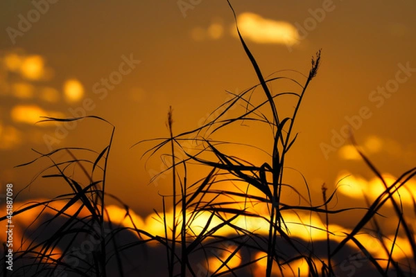Obraz 夕日の中の雑草のシルエット