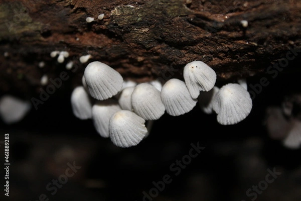 Obraz Natural mushroom 