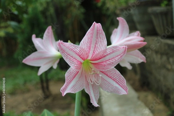 Obraz pink lily flower