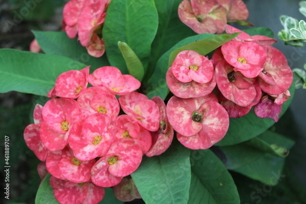 Obraz pink hydrangea flowers