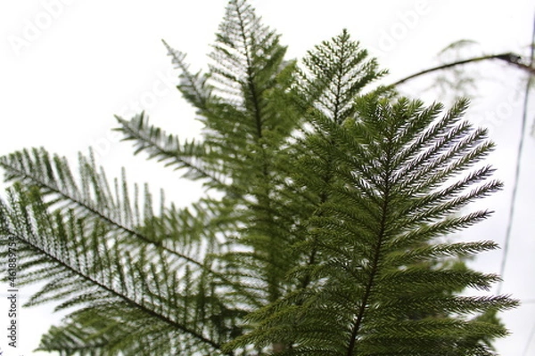 Obraz fir tree branch