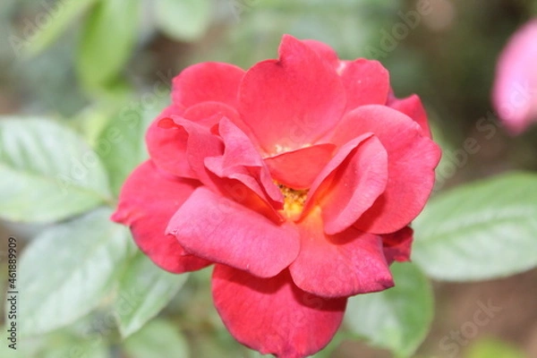 Obraz red rose flower