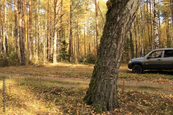 Fototapeta a large tree in the forest