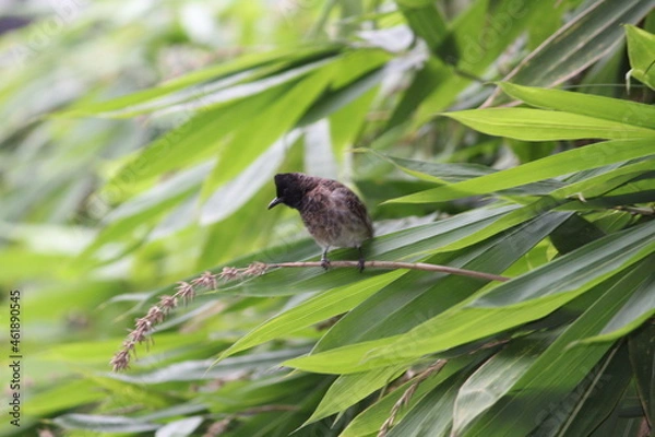 Obraz the squirrel on a branch