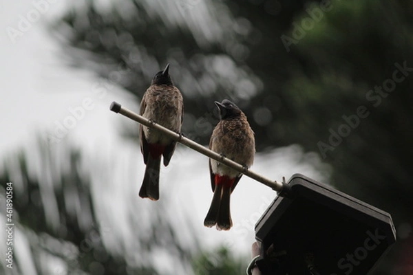 Obraz bird on a Antenna 