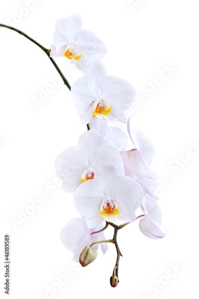 Obraz White orchid on a white background