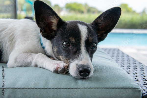 Fototapeta Rat Terrier Resting