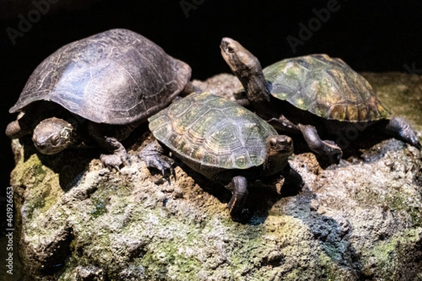 Obraz 亀、水族館