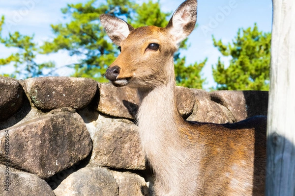 Fototapeta 鹿、動物、宮島