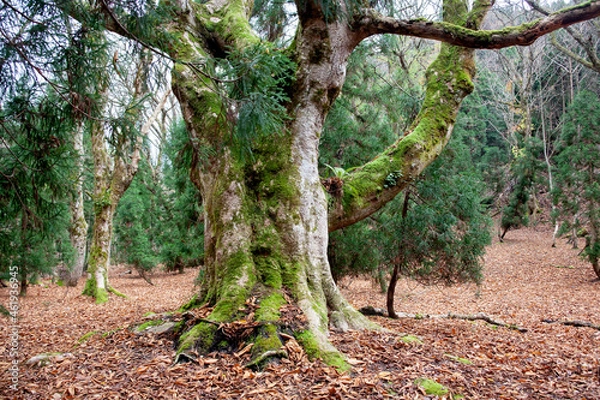 Obraz 大樹　京都美山　芦生研究林　芦生の森　紅葉　原生林