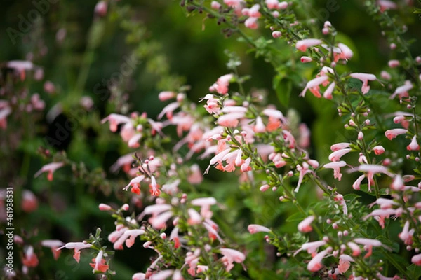 Obraz ベニバナサルビア　サルビアの花　花壇