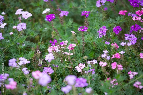Fototapeta ビジョザクラ　花壇　可憐な花