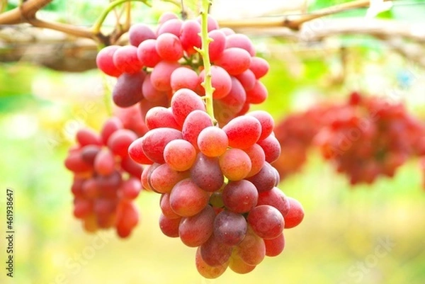 Fototapeta 晩秋のブドウ畑