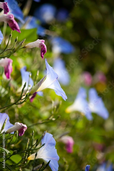 Fototapeta 朝顔　水色の朝顔　花壇