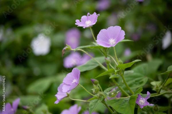 Obraz アドナクリスタータ　可憐　花壇