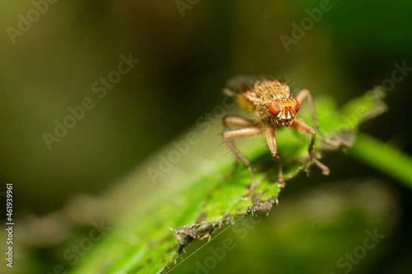 Fototapeta Fruit fly on a leaf