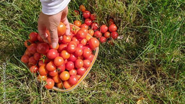 Obraz picking ripe tomatoes