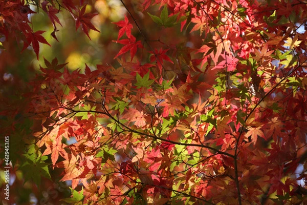 Fototapeta 紅葉